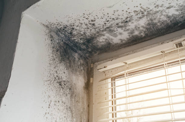 Affordable Attic Mold Remediation solutions in Randolph, NJ