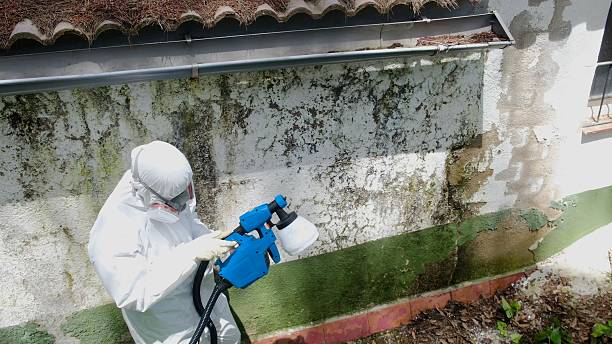 Top rated local Attic Mold Remediation specialists in Randolph, NJ